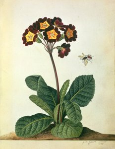 Primulaecae: Kukkiva Polyanthus lentävän hyönteisen kanssa, 1764 (lyijykynä, wc ja guassi velumilla)